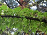 Parthenocissus tricuspidata