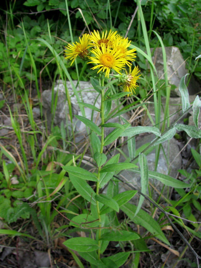 Изображение особи Inula aspera.