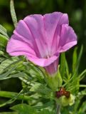 Calystegia dahurica. Цветок. Приморский край, Партизанский р-н, долина р. Партизанской на правом берегу, ж.-д. платформа \"151 км\", суходольный луг. 20.07.2015.