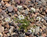 Dontostemon pinnatifidus