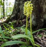 Orchis pallens