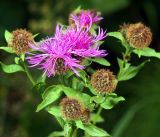 Centaurea pseudophrygia