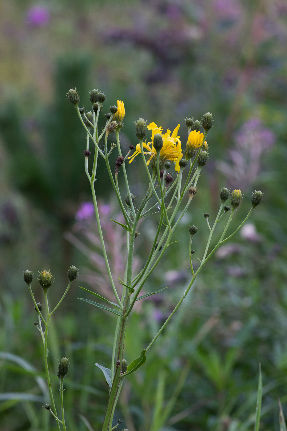 Изображение особи Hieracium umbellatum.