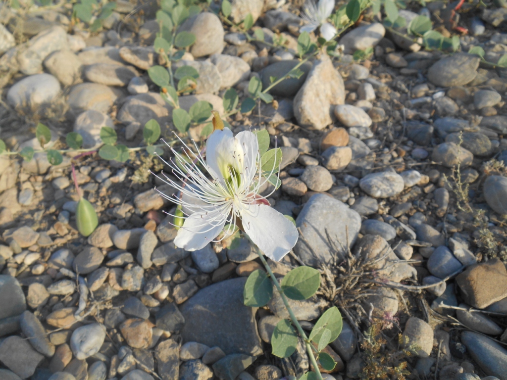 Изображение особи Capparis herbacea.