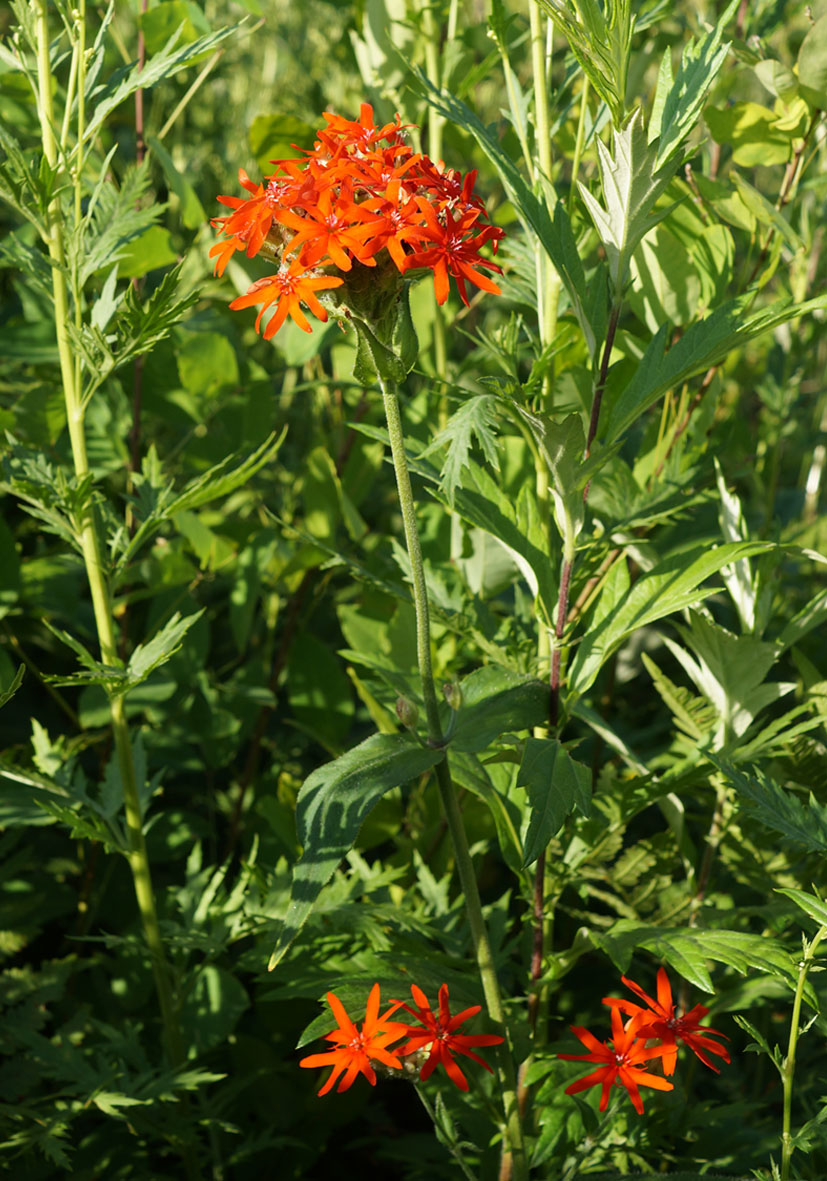 Изображение особи Lychnis chalcedonica.