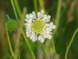 Scabiosa ochroleuca. Соцветие. Иркутская обл., Иркутский р-н, окр. дер. Жердовка, луг. 12.07.2016.