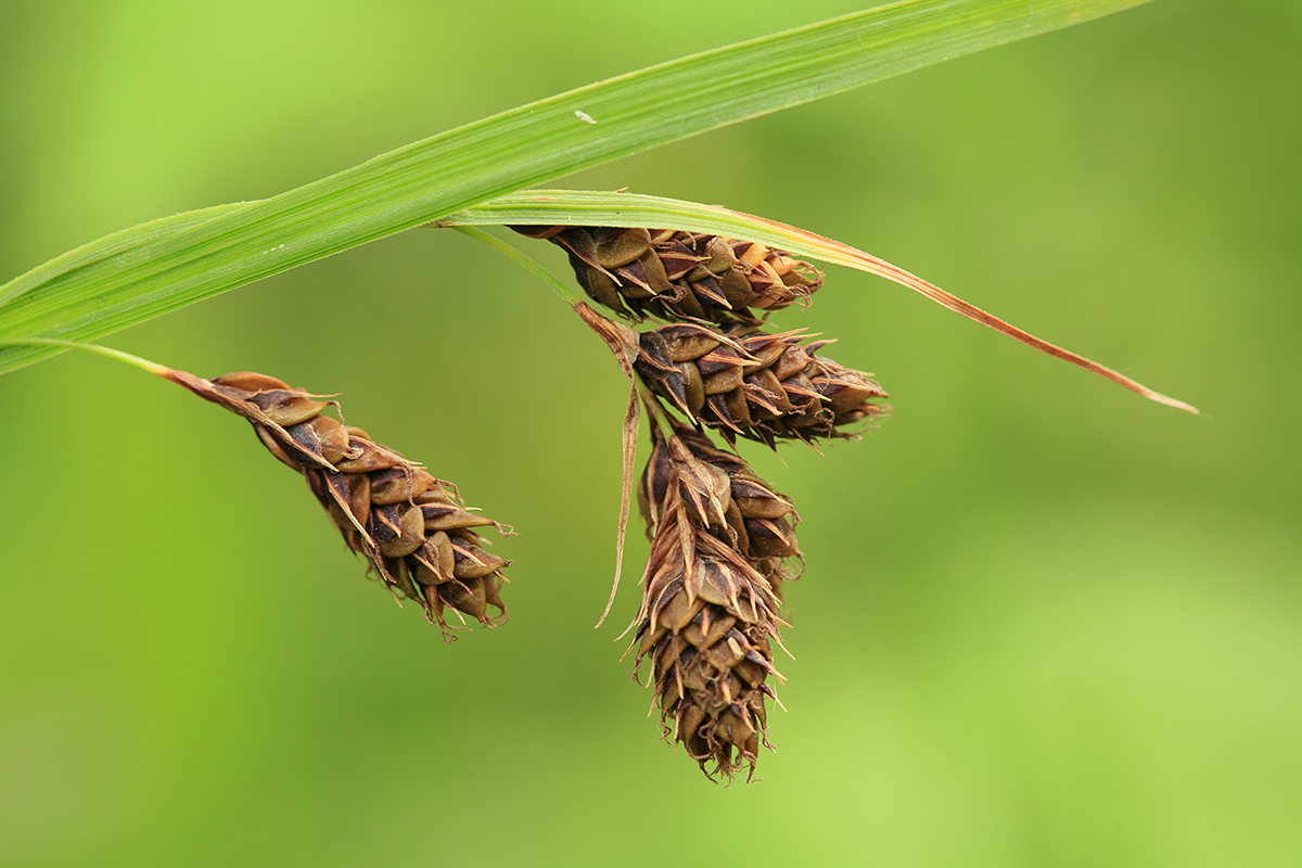 Изображение особи Carex gmelinii.