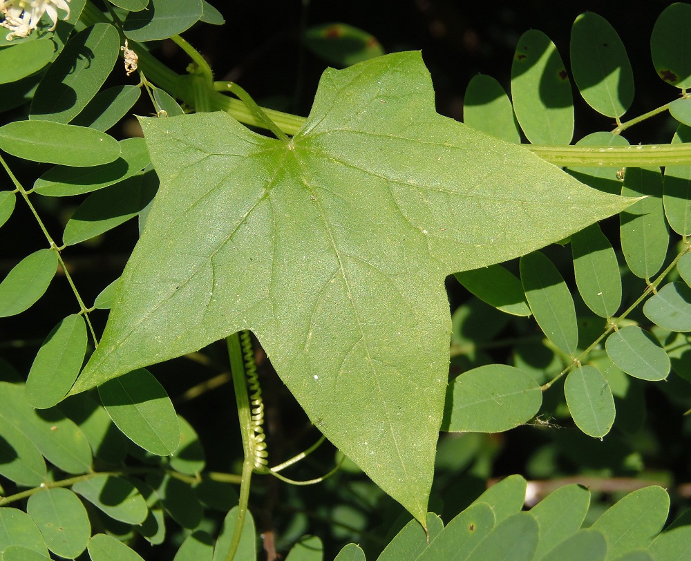 Изображение особи Echinocystis lobata.