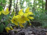 Lysimachia verticillaris