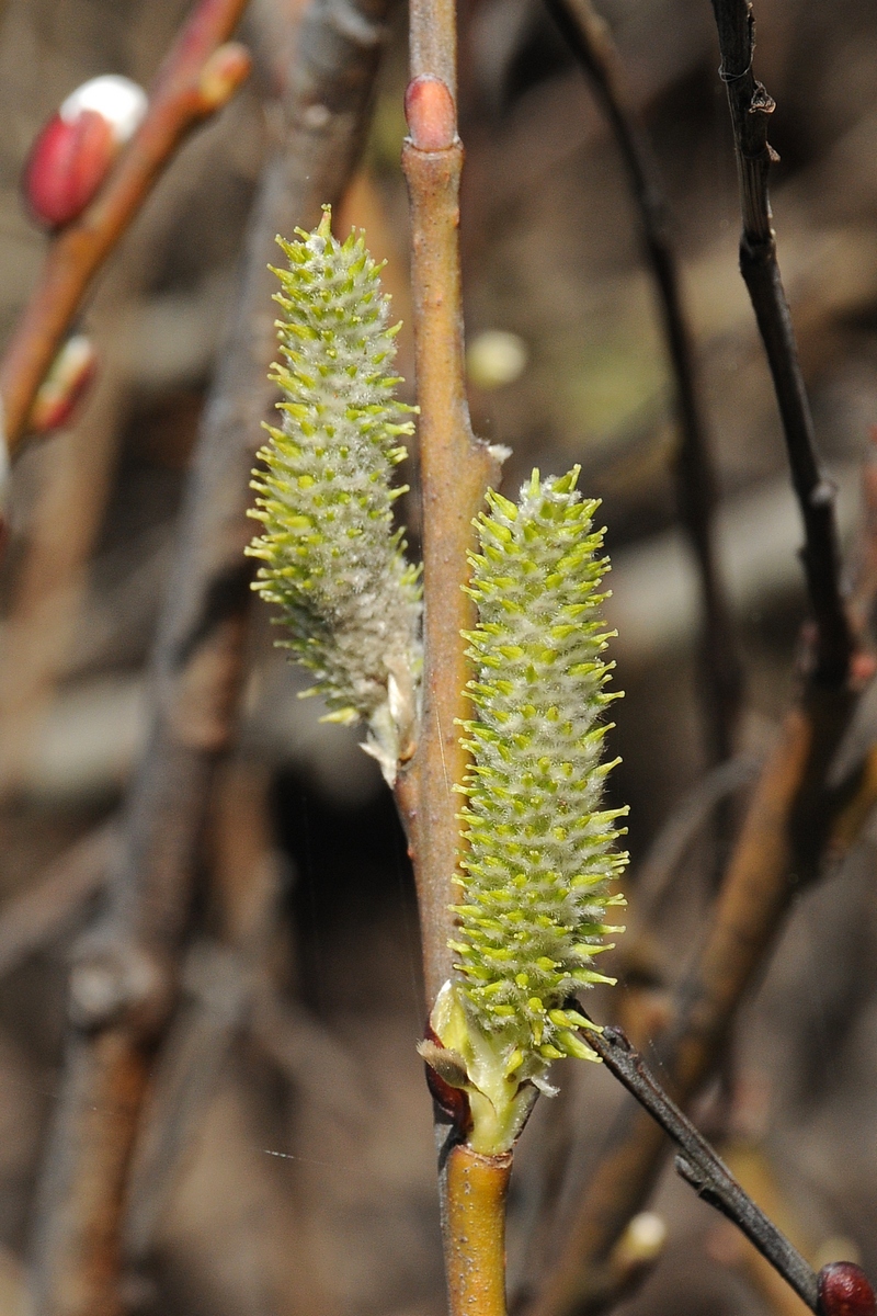 Изображение особи Salix lasiolepis.