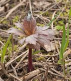 Trollius europaeus