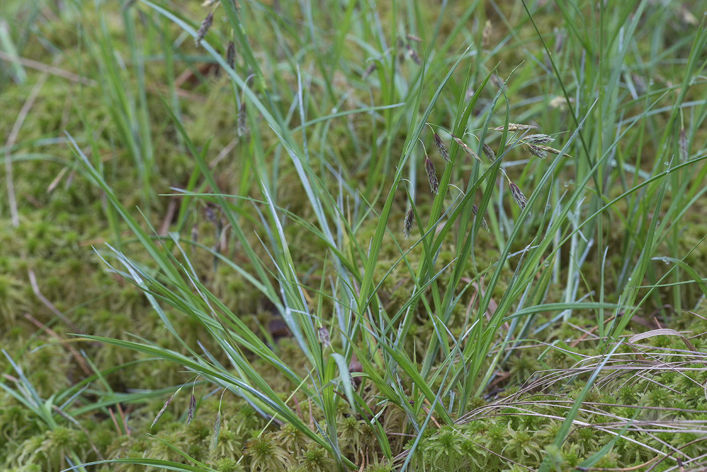 Изображение особи Carex paupercula.