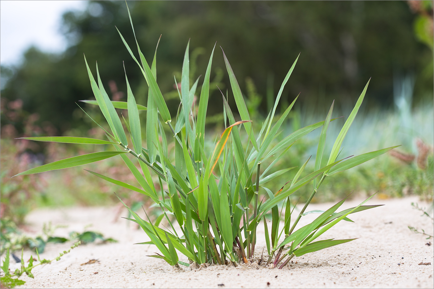 Изображение особи Phalaroides arundinacea.