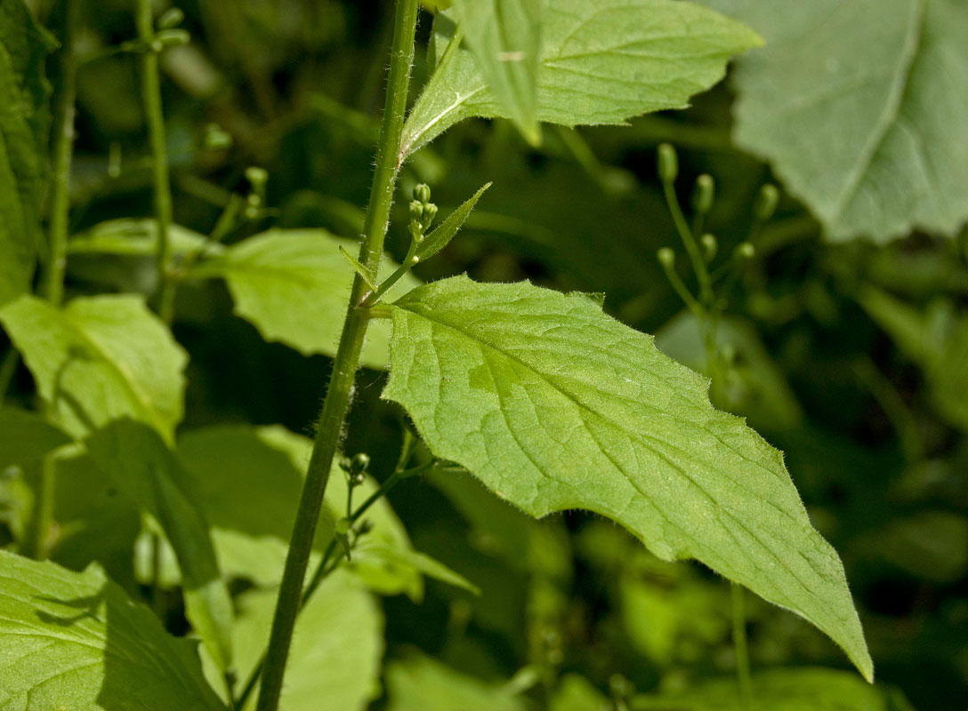 Изображение особи Lapsana communis.