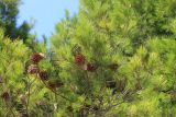 Pinus halepensis. Ветвь с шишками. Южный берег Крыма, пгт Форос, Форосский парк, в культуре. 23 августа 2015 г.