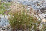 Juncus trifidus