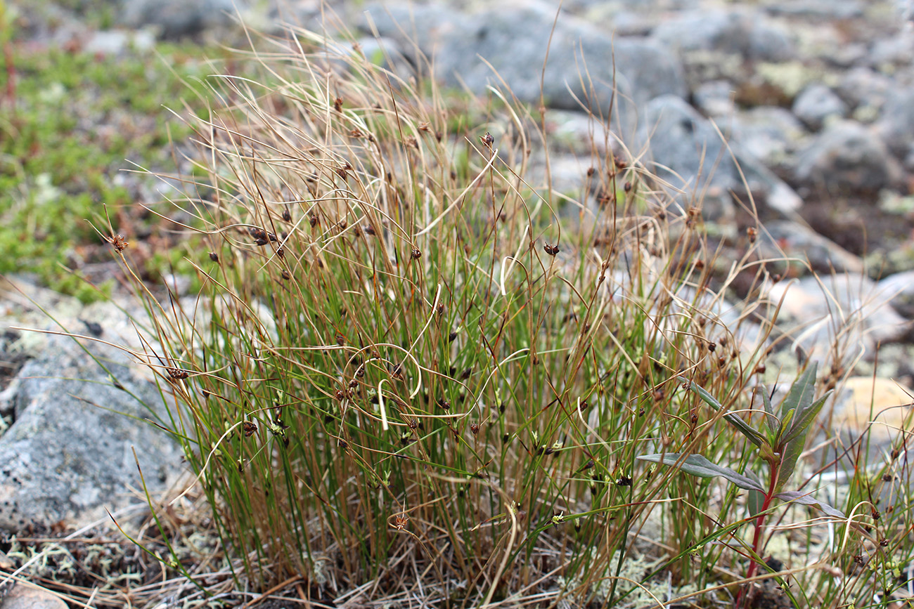 Image of Juncus trifidus specimen.