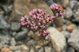 Valeriana alternifolia. Соцветие. Амурская обл., Сковородинский р-н, трасса Амур, граница области с Забайкальским краем, гравийная отсыпка вдоль трассы. 03.07.2016.