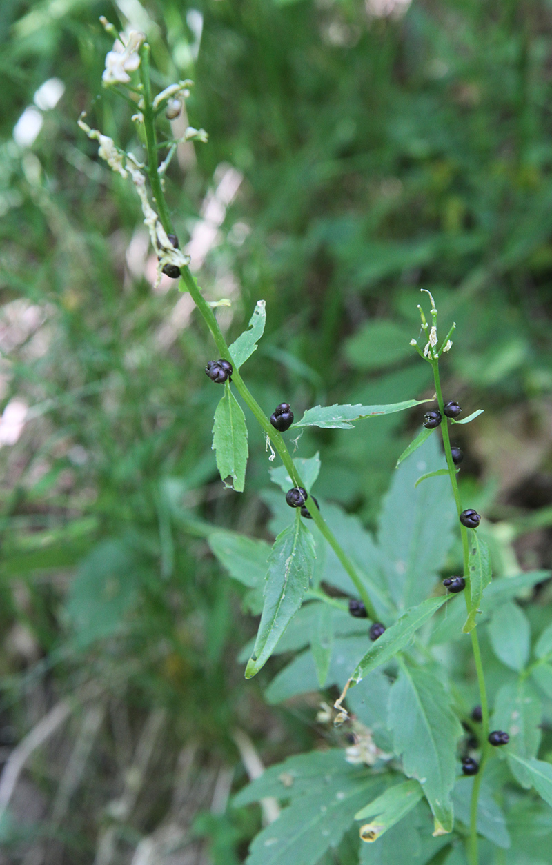 Image of Cardamine bulbifera specimen.