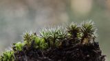 Polytrichum piliferum