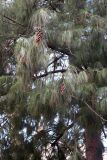 Pinus strobus