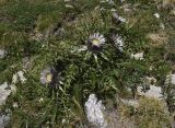 Carlina подвид caulescens