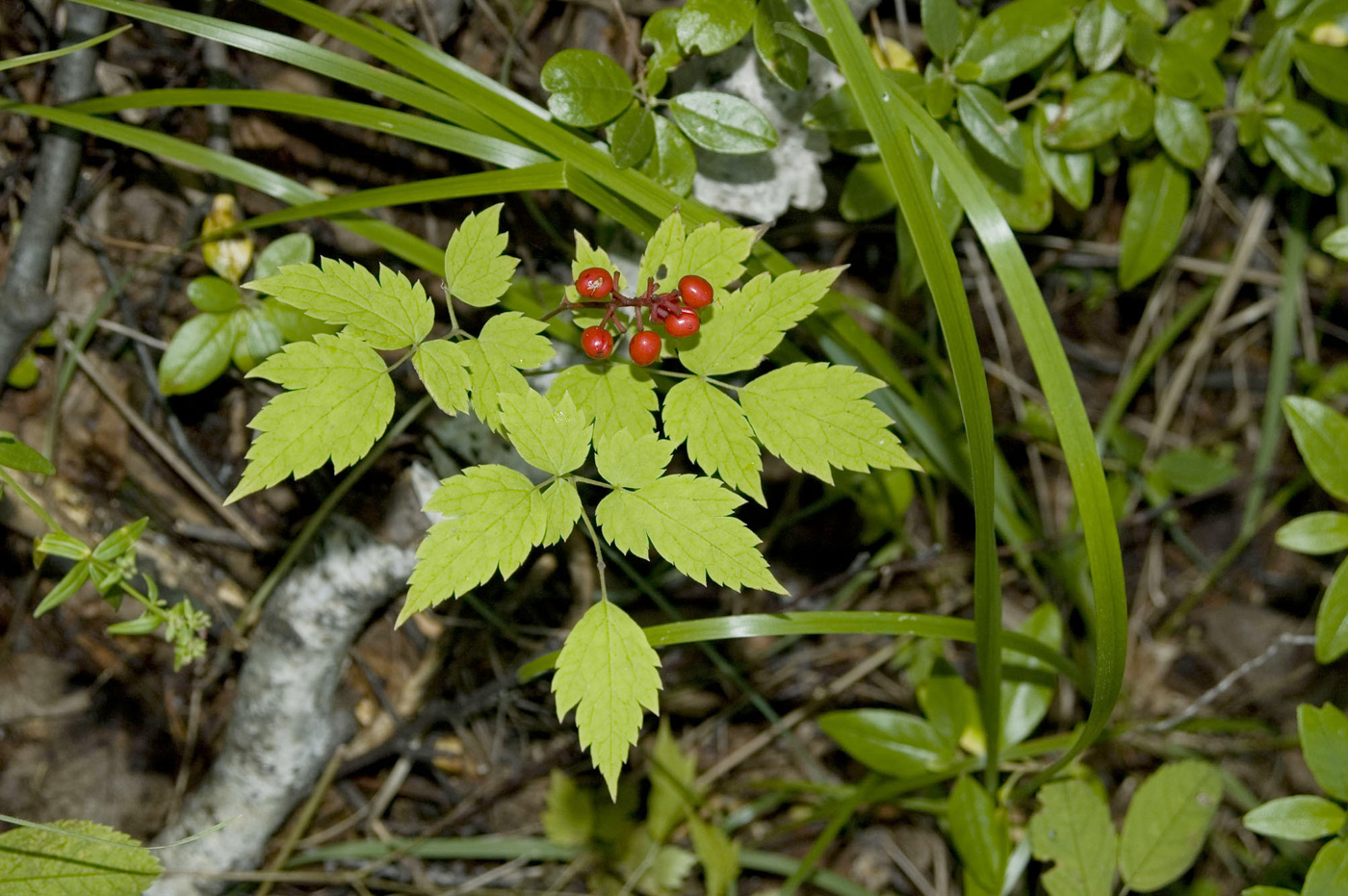 Изображение особи Actaea erythrocarpa.