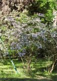 Kolkwitzia amabilis. Цветущее растение. Абхазия, г. Сухум, Сухумский ботанический сад. 14.05.2021.