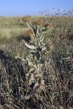 Onopordum acanthium. Плодоносящее растение. Южный Казахстан, Таласский Алатау, подгорная степь, сай Унгур. 11.07.2010.