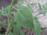 Chenopodium sosnowskyi. Лист. Кабардино-Балкария, Эльбрусский р-н, долина р. Каяртысу, ок. 2000 м н.у.м., каменистый склон. 30.07.2022.