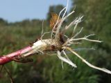 Epilobium glandulosum