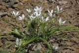 Ornithogalum woronowii