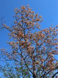 Acer platanoides. Крона цветущего дерева. Санкт-Петербург, Дудергофские высоты, склон южной экспозиции, широколиственный лес. 12.05.2023.