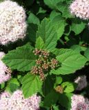 Spiraea japonica