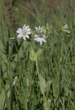 Cerastium davuricum