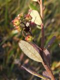 Chamaedaphne calyculata. Часть веточки с незрелыми плодами. Магаданская обл., г. Магадан, окр. мкр-на Автодром, выположенный склон сопки, увлажненный участок. 13.08.2023.