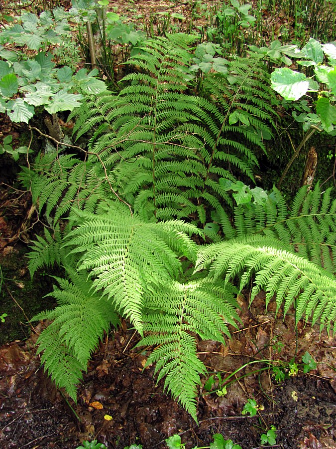 Изображение особи Athyrium filix-femina.