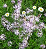 Dianthus superbus