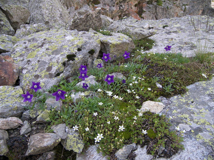 Изображение особи Campanula saxifraga.