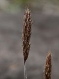 Trisetum spicatum