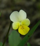 Viola tricolor