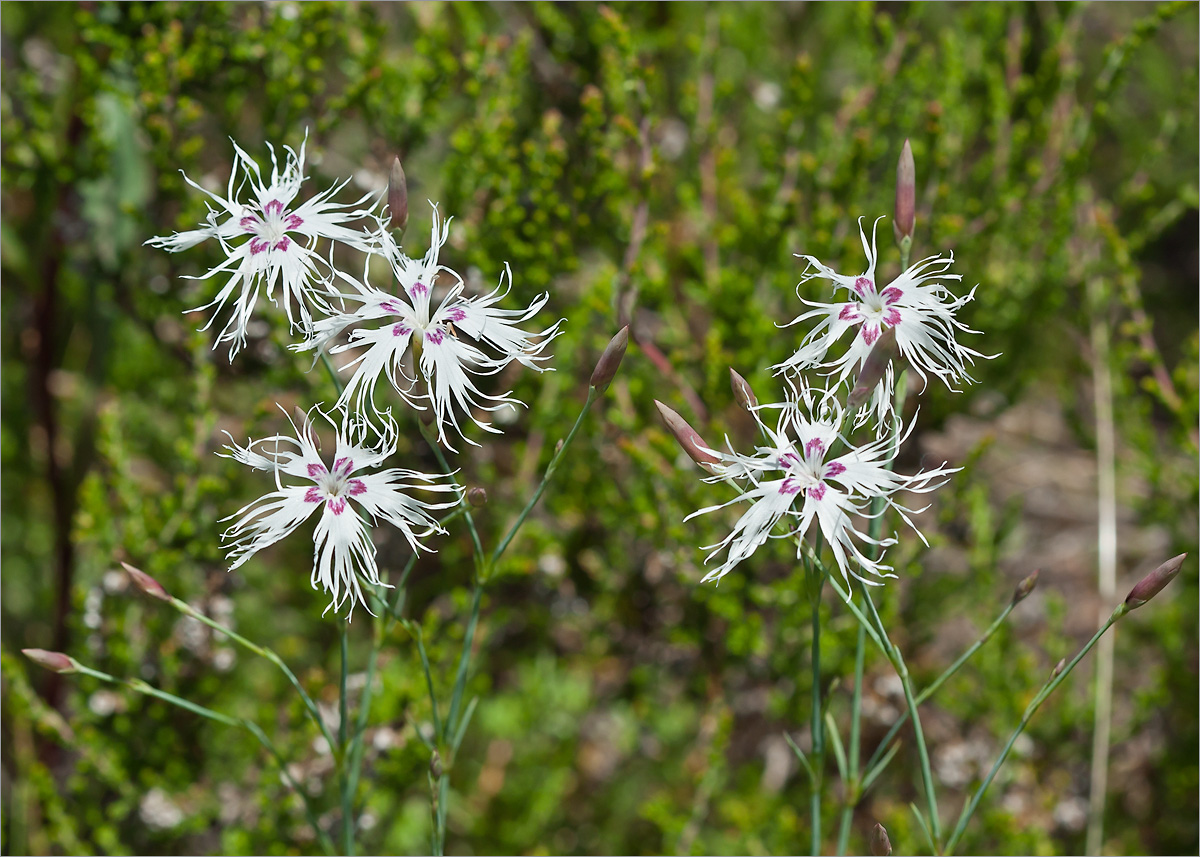 Изображение особи Dianthus borussicus.