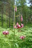 Lilium pilosiusculum