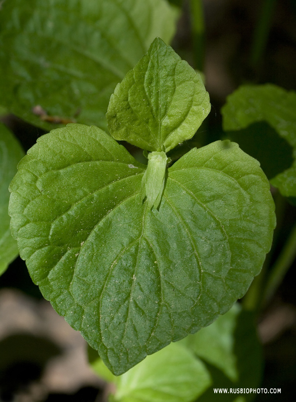 Изображение особи Viola mirabilis.