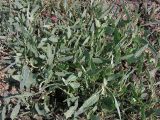 Atriplex patens