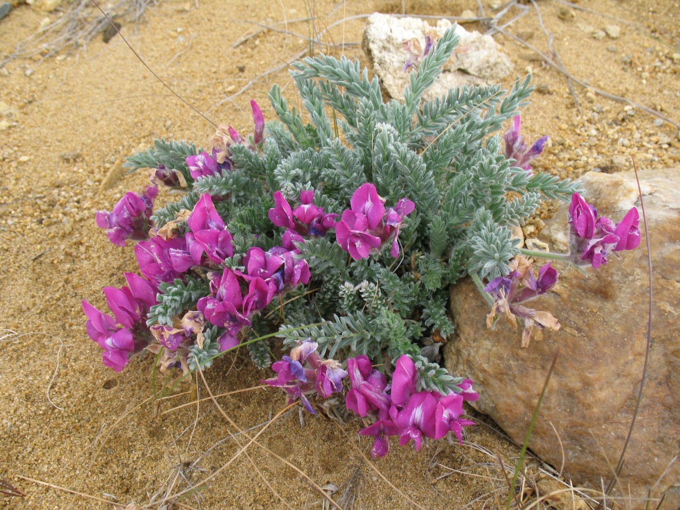 Изображение особи Oxytropis lanata.