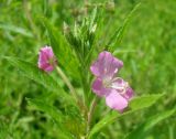 Epilobium hirsutum. Верхушка цветущего растения. Украина, г. Киев, лес на восточной окраине, около озера. 23.06.2013.