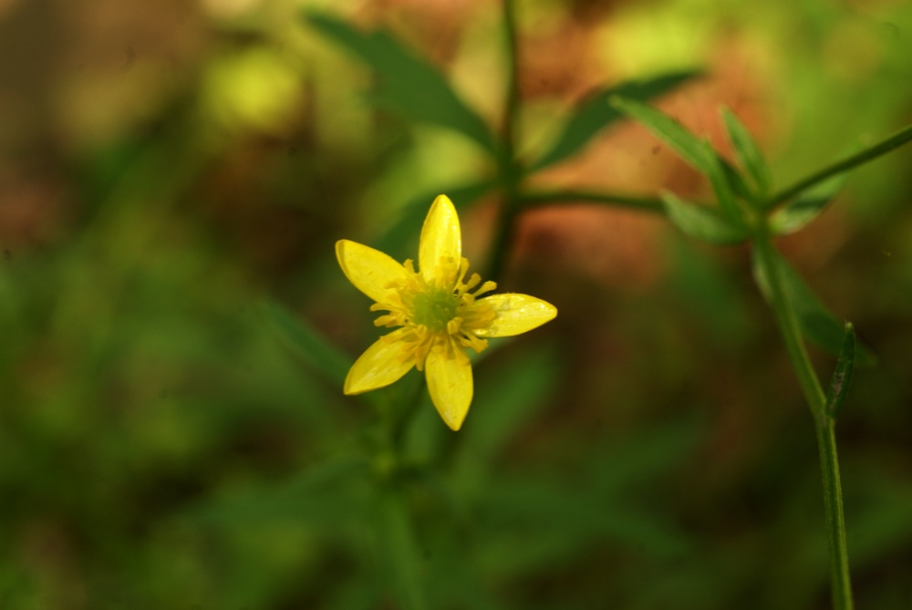 Изображение особи Ranunculus tachiroei.