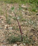 Artemisia campestris