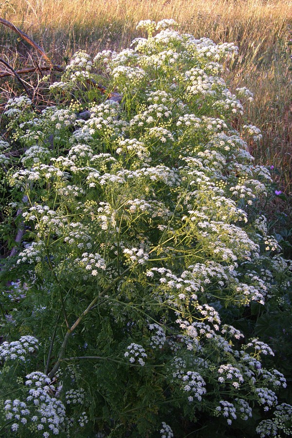 Изображение особи Conium maculatum.